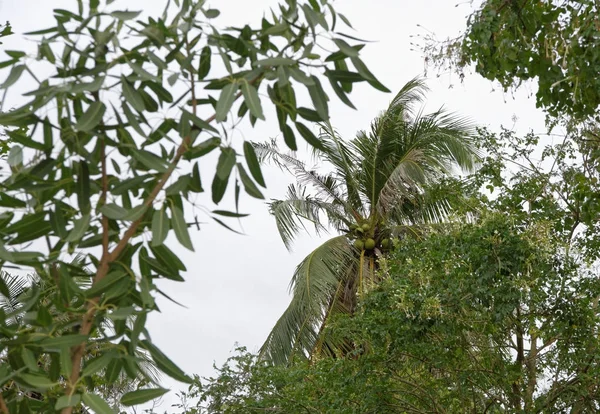 Noix de coco sur cocotier, Thaïlande — Photo