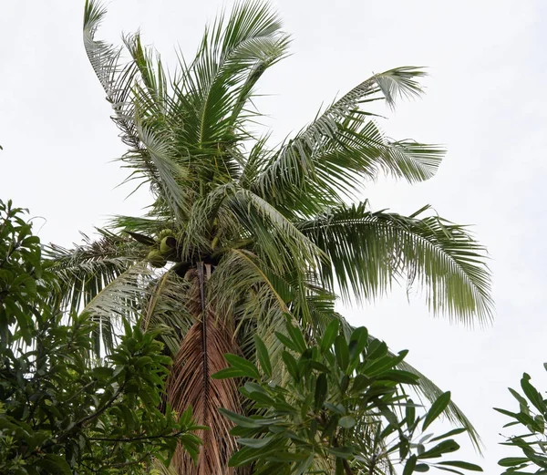 Kokosové ořechy na kokosové palmy, Thajsko — Stock fotografie