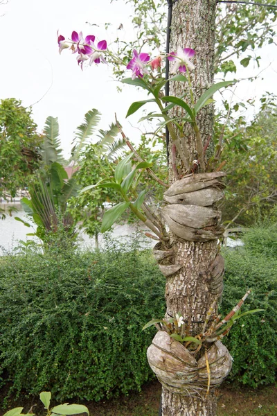Orchidée parasite des fleurs sur un arbre, Thaïlande — Photo