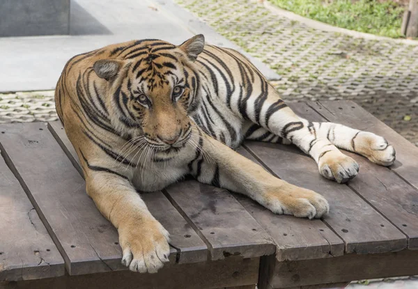 Tiger rests after a busy day — Stock Photo, Image