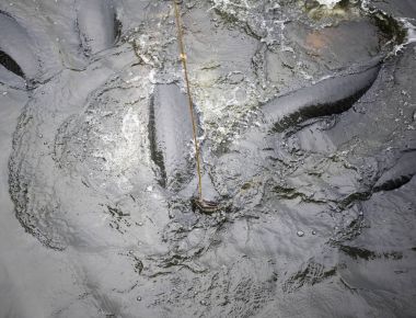 Arapaima balık gölet Park Nong Nooch Madam besleme
