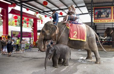 Ziyaretçi bir fil içinde belgili tanımlık park Madame Nong Hayır binmek