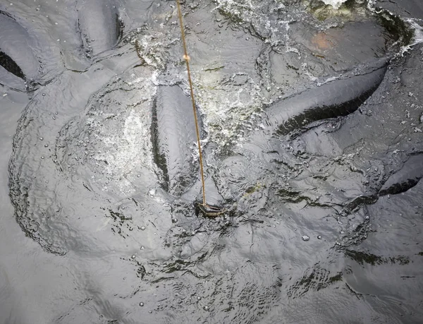 アマゾンピラルクー ノン Nooch マダムの公園の池で魚を給餌 ストック画像