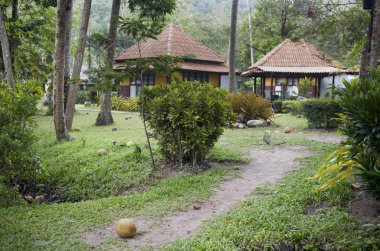 Hindistancevizi palmiye ağacından bir maymun tarafından aldı