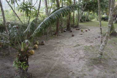  Hindistancevizi palmiye ağacından bir maymun tarafından aldı