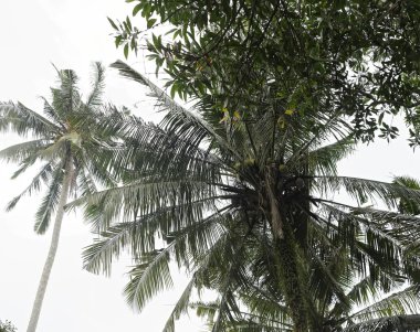 Hindistan cevizi avuç içi coconut Island üzerinde