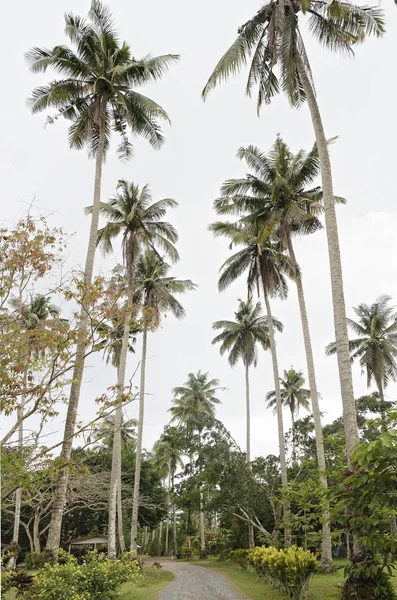 Kokospalmer på ön coconut — Stockfoto