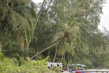 İnsanlar güneşlenmek ve coconut Island beach paradise adlı yüzmek