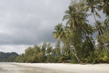 Hindistan cevizi avuç içi cennet coconut Island üzerinde