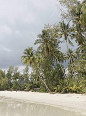  Hindistan cevizi avuç içi cennet coconut Island üzerinde