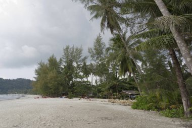 Hindistan cevizi avuç içi cennet coconut Island üzerinde