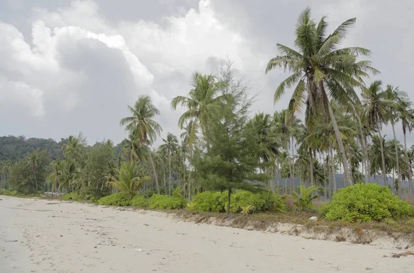 Coqueiros na ilha paradisíaca de coco — Fotografia de Stock