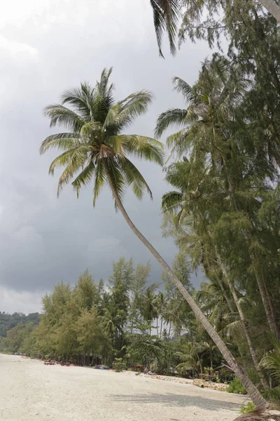 Coqueiros na ilha paradisíaca de coco — Fotografia de Stock