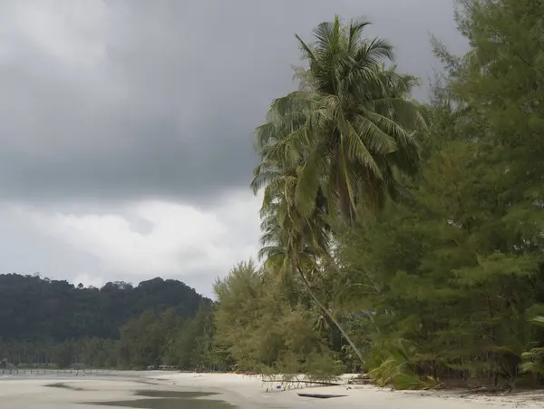 Kokospalmen auf der paradiesischen Kokosnussinsel — Stockfoto