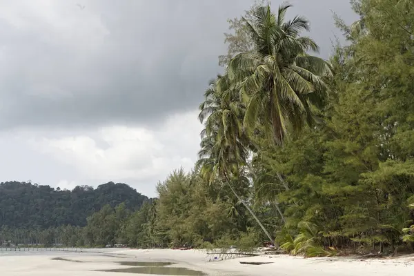 Telapak kelapa di pulau kelapa surga. — Stok Foto