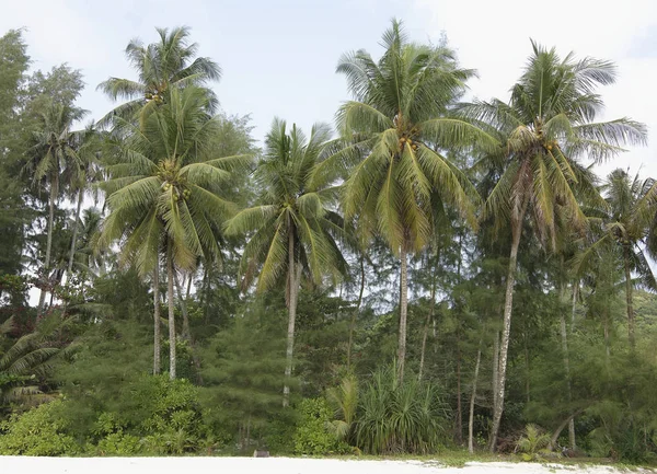 Kokospalmen auf der paradiesischen Kokosnussinsel — Stockfoto