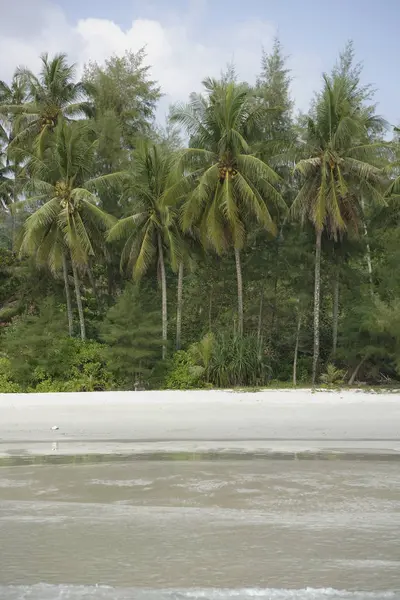 Coqueiros na ilha paradisíaca de coco — Fotografia de Stock