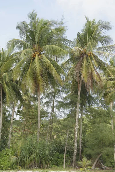 Kokosové palmy na Kokosový ostrov paradise — Stock fotografie