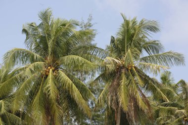Hindistan cevizi avuç içi cennet coconut Island üzerinde