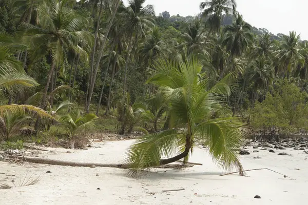 Hindistan cevizi avuç içi cennet coconut Island üzerinde