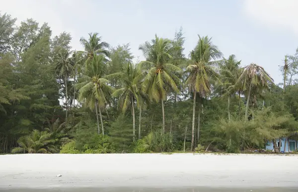 Κοκκοφοίνικες στο νησί παράδεισος καρύδας — Φωτογραφία Αρχείου