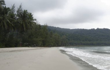 Hindistan cevizi avuç içi cennet coconut Island üzerinde