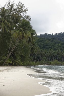 Hindistan cevizi avuç içi cennet coconut Island üzerinde
