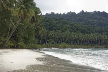 Hindistan cevizi avuç içi cennet coconut Island üzerinde