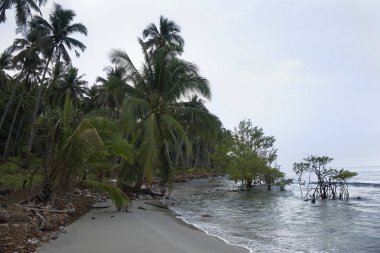  Hindistan cevizi avuç içi cennet coconut Island üzerinde