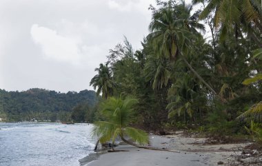 Hindistan cevizi avuç içi cennet coconut Island üzerinde