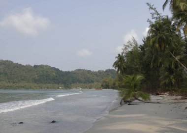 Hindistan cevizi avuç içi cennet coconut Island üzerinde