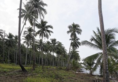 Hindistan cevizi avuç içi cennet coconut Island üzerinde