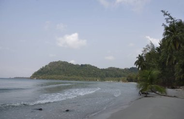 Hindistan cevizi avuç içi cennet coconut Island üzerinde