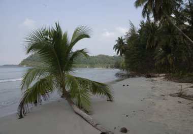 Hindistan cevizi avuç içi cennet coconut Island üzerinde