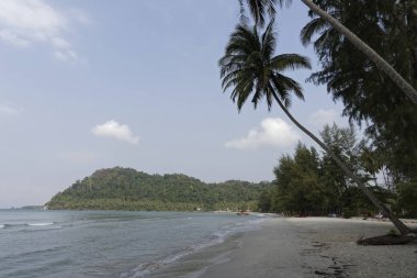 Hindistan cevizi avuç içi cennet coconut Island üzerinde