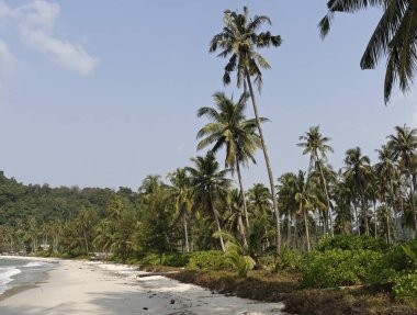 Hindistan cevizi avuç içi cennet coconut Island üzerinde
