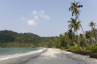 Hindistan cevizi avuç içi cennet coconut Island üzerinde
