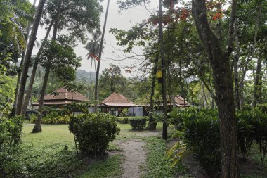 Hindistan cevizi avuç içi cennet coconut Island üzerinde