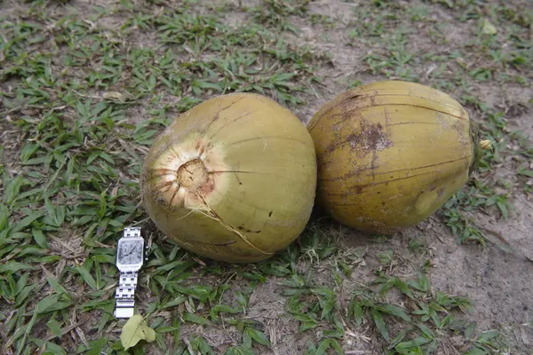 Giant kokosnötter på en paradisö (klocka för storlek) — Stockfoto