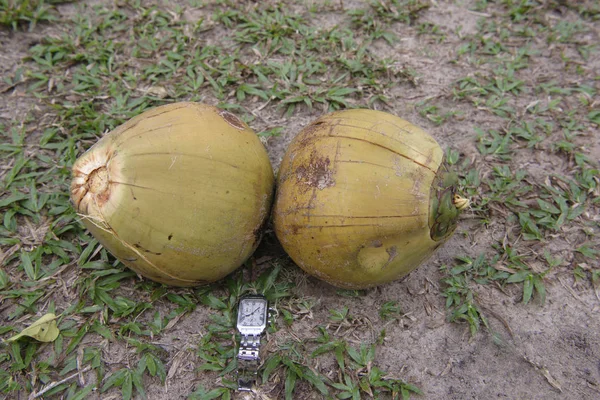 Obří kokosové ořechy na rajský ostrov (hodiny pro velikost) — Stock fotografie