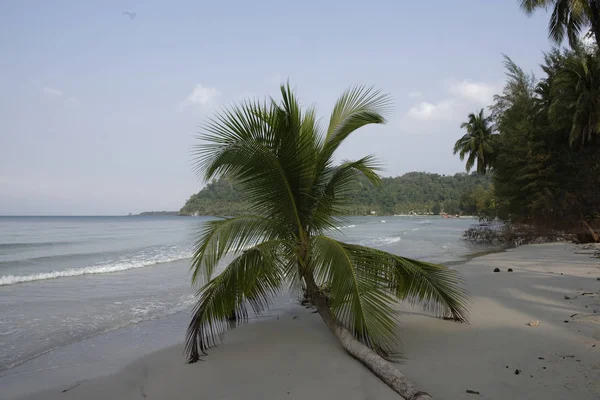 Coqueiros na ilha paradisíaca de coco — Fotografia de Stock