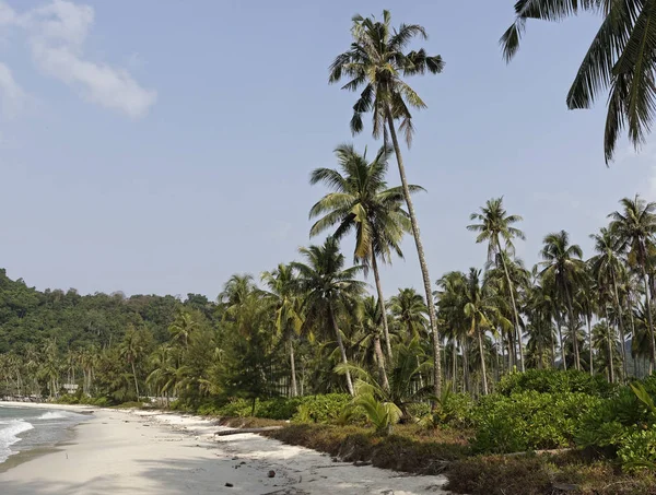 Hindistan cevizi avuç içi cennet coconut Island üzerinde