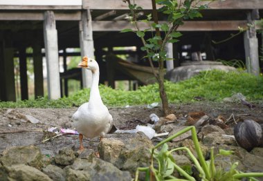 mnoen Saduak yüzen Market.Goose kanal kıyısında