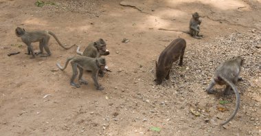 Maymunlar ve domuzlar tapınak Wat Trai Rattanaram besleme