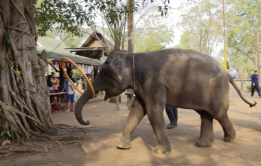 Fil çemberler gözetiminde turistler önünde döndürmek