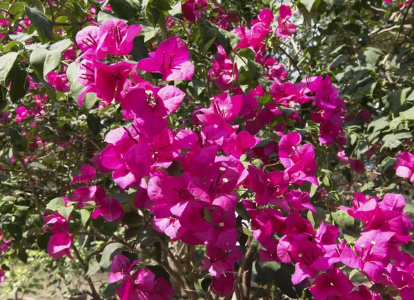 Bougainvillea -genus is named after Louis Antoine de Bougainvill — Stock Photo, Image