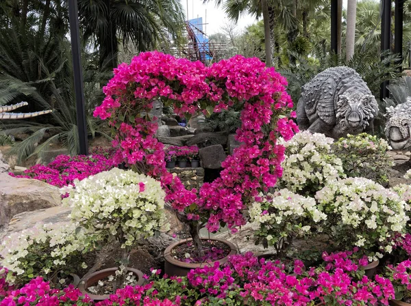 Krásné květiny v parku Madame Nong Nooch — Stock fotografie