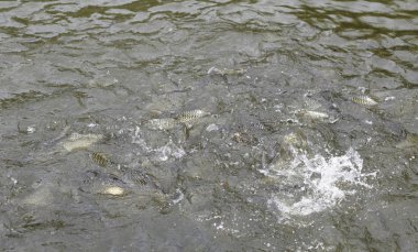  Turistler balık besleme