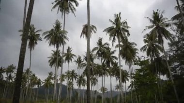 Kut, Tayland-Şubat 25,2018 ko: Hindistan cevizi avuç içi cennet coconut Island üzerinde