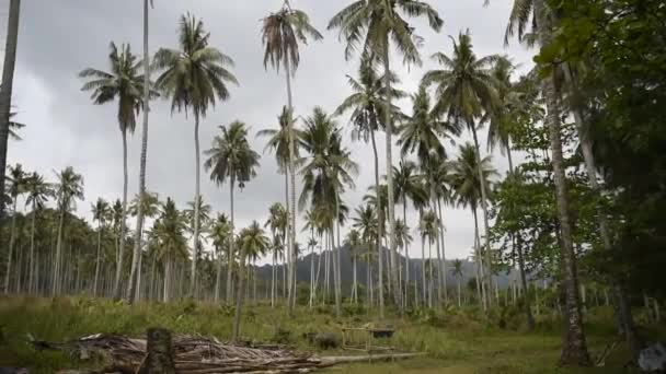 Kut Tayland Şubat 2018 Hindistan Cevizi Avuç Içi Cennet Coconut — Stok video